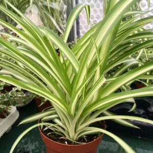 Pro Rep Live Reptile Safe Plant - Spider Plant (Chlorophytum Comosum), Large