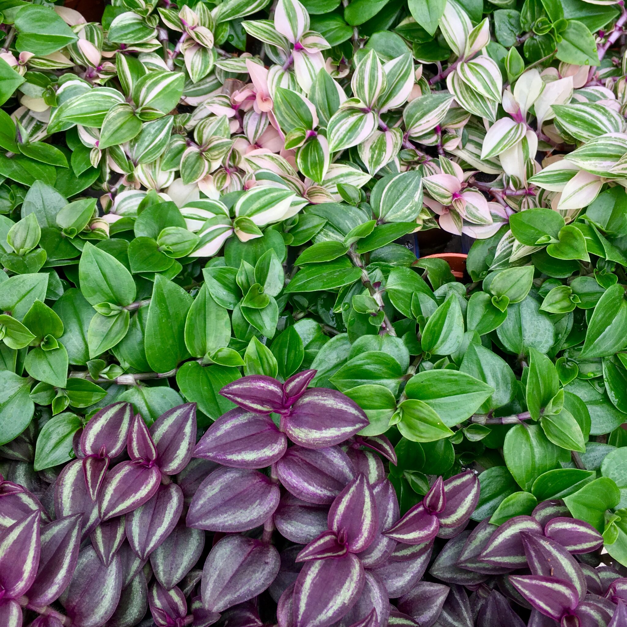 Pro Rep Live Reptile Safe Plant Tradescantia Medium Tortoise Den pro-rep-live-reptile-safe-plant-tradescantia-medium-tortoise-den