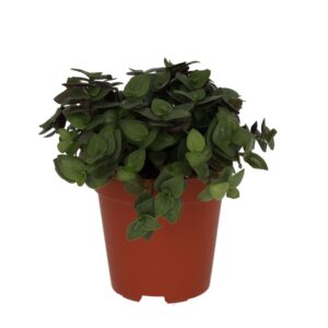 Pro Rep Live Reptile Safe Plant - Turtle Vine, Small