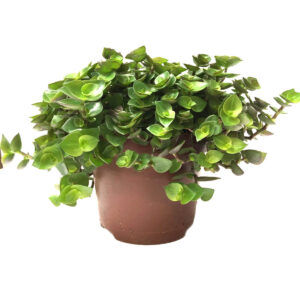Pro Rep Live Reptile Safe Plant - Turtle Vine (Callisia Repens), Large