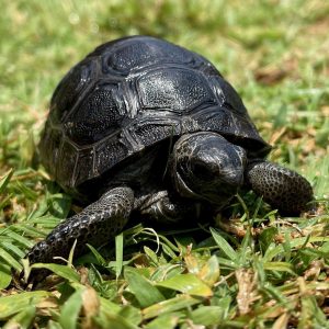 Aldabra Giant Tortoise - Aldabrachelys gigantea (CB 2024)