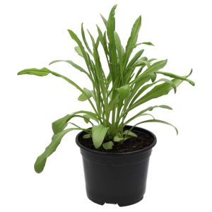 Pro Rep Live Reptile Safe Plant - Cornflower (Centaurea cyanus) 10cm Pot