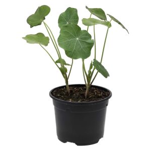 Pro Rep Live Reptile Safe Plant - Nasturtium (Tropaeolum Majus) 10cm Pot