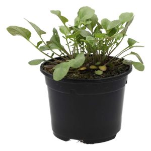 Pro Rep Live Reptile Safe Plant - Land Cress (Barbarea Verna) 10cm Pot
