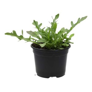 Pro Rep Live Reptile Safe Plant - Wild Rocket (Diplotaxis Tenuifolia) 10cm Pot