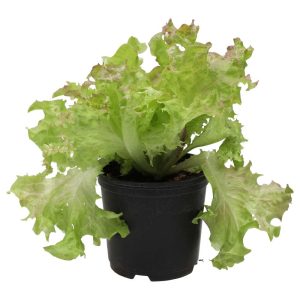 Pro Rep Live Reptile Safe Plant - Lollo Rosso (Lactuca Sativa) 10cm Pot