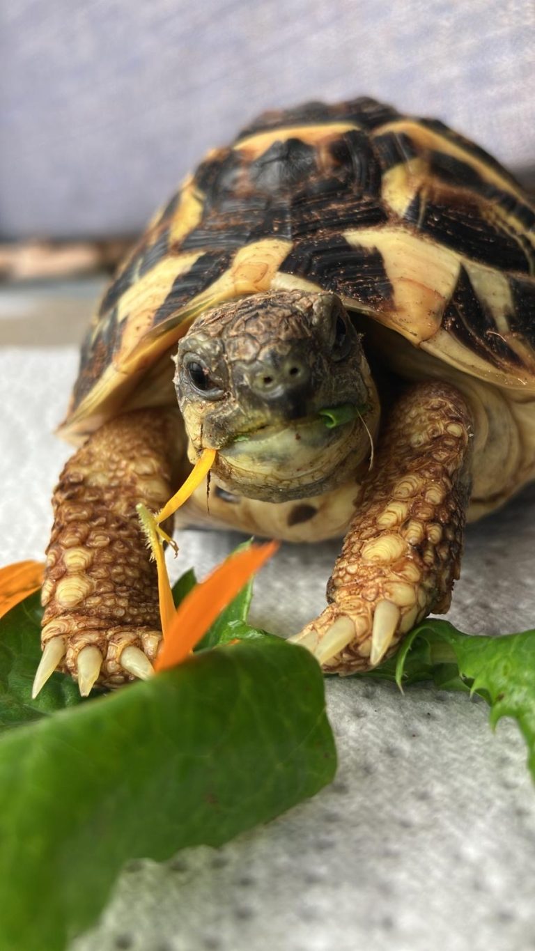 Tonka 🐢🌱☘️🌸