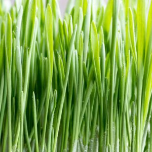 PR Barley Grass - Cat grass, 12cm pot (Hordeum vulgare)